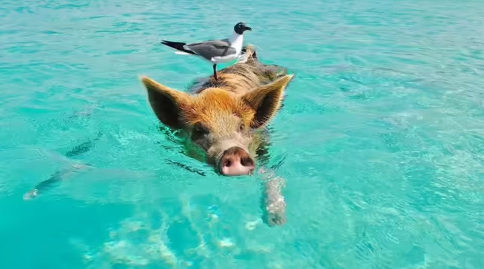 Pig Beach, Bahamas